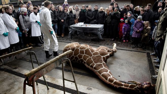 Danish zoo says no plans to kill healthy giraffe